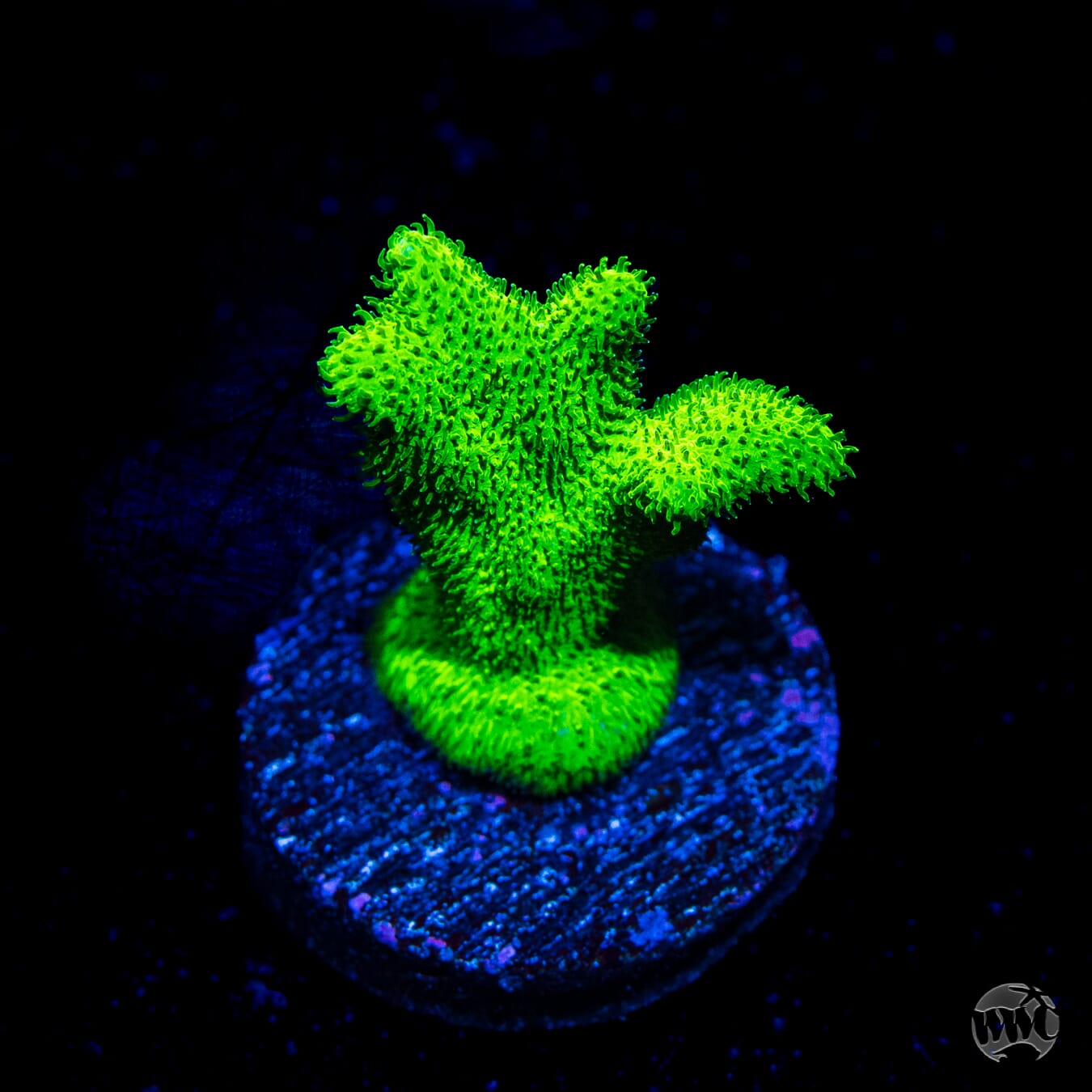 ORA Kelly Green Branching Psammocora Coral