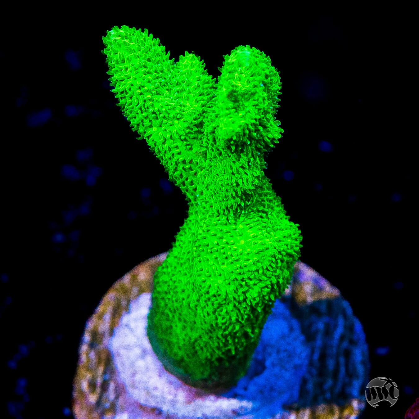 ORA Kelly Green Branching Psammocora Coral