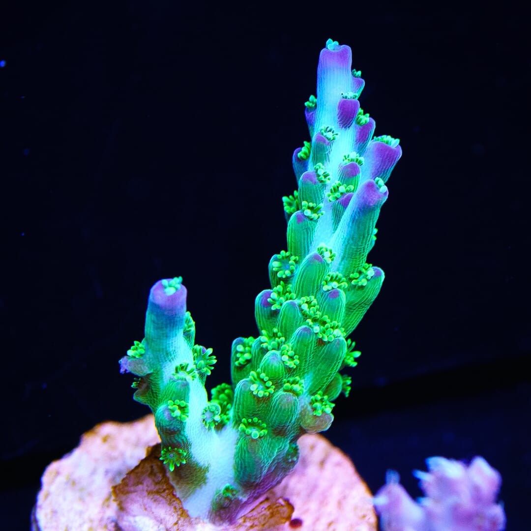 ORA Pearlberry Acropora