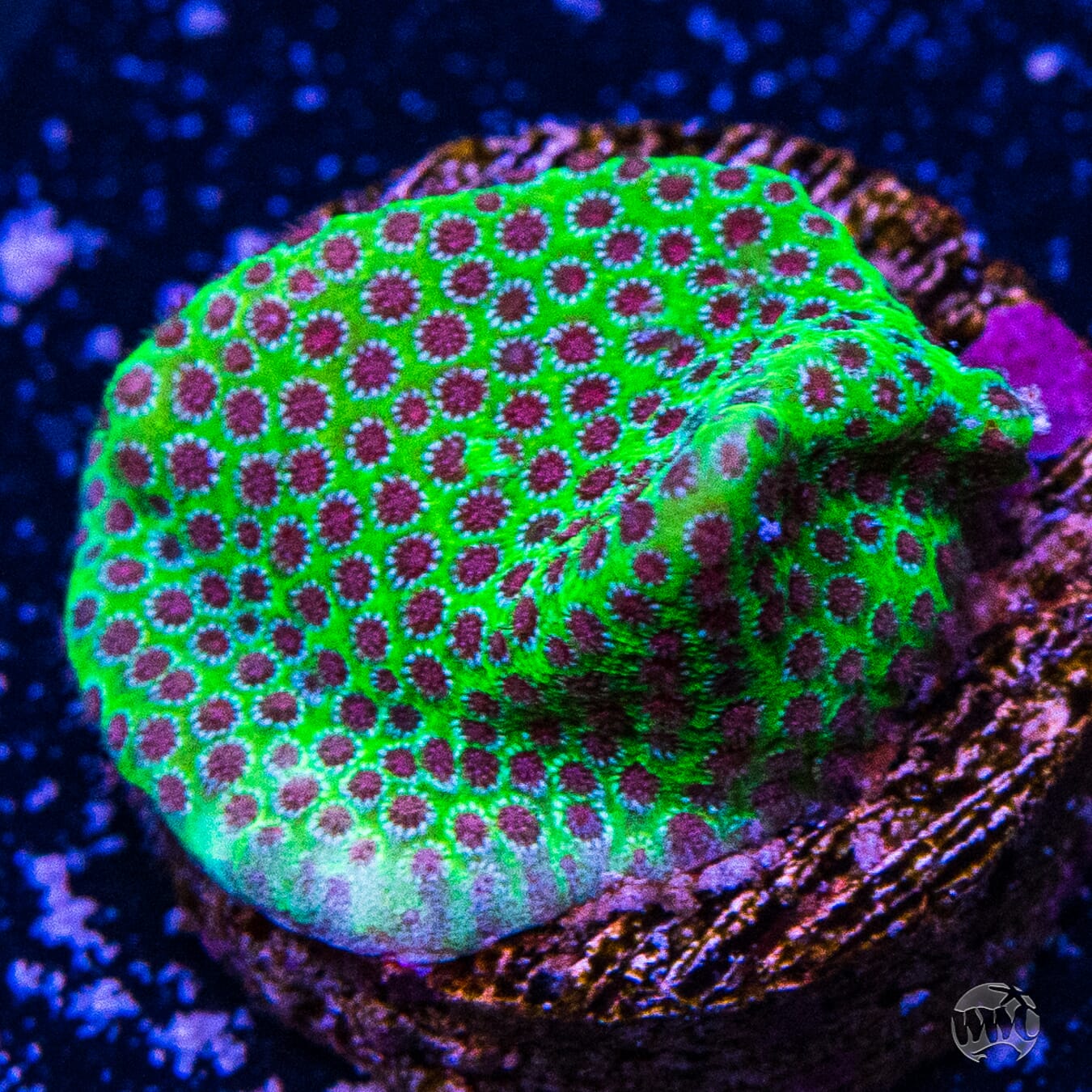 Jason Fox Special Porites