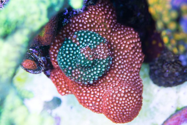 Jason Fox Fender Bender Cyphastrea Coral