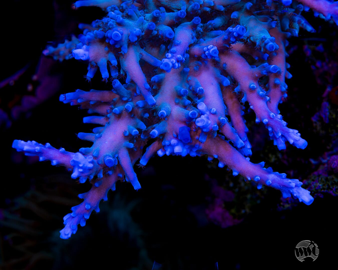 Oregon Tort Acropora - Mother Colony Photo