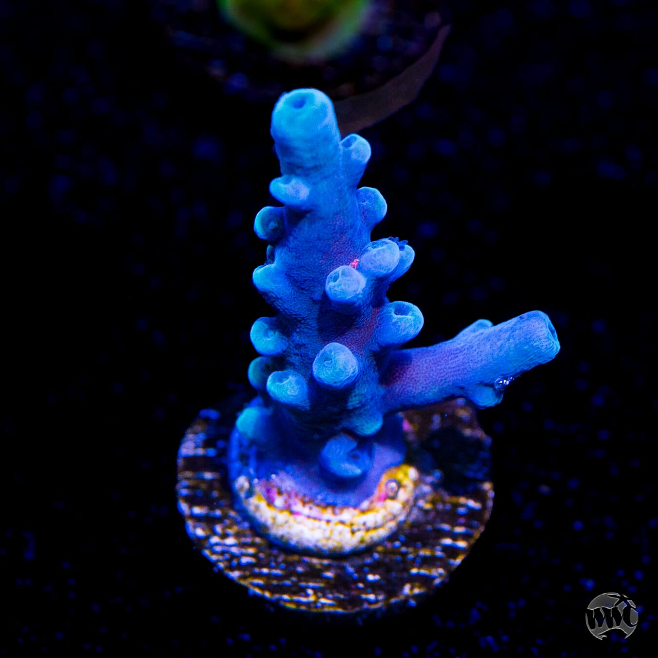 Oregon Tort Acropora