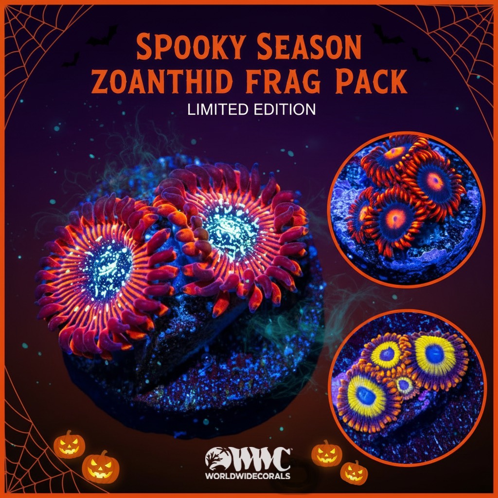 Spooky Season Zoanthid Frag Pack