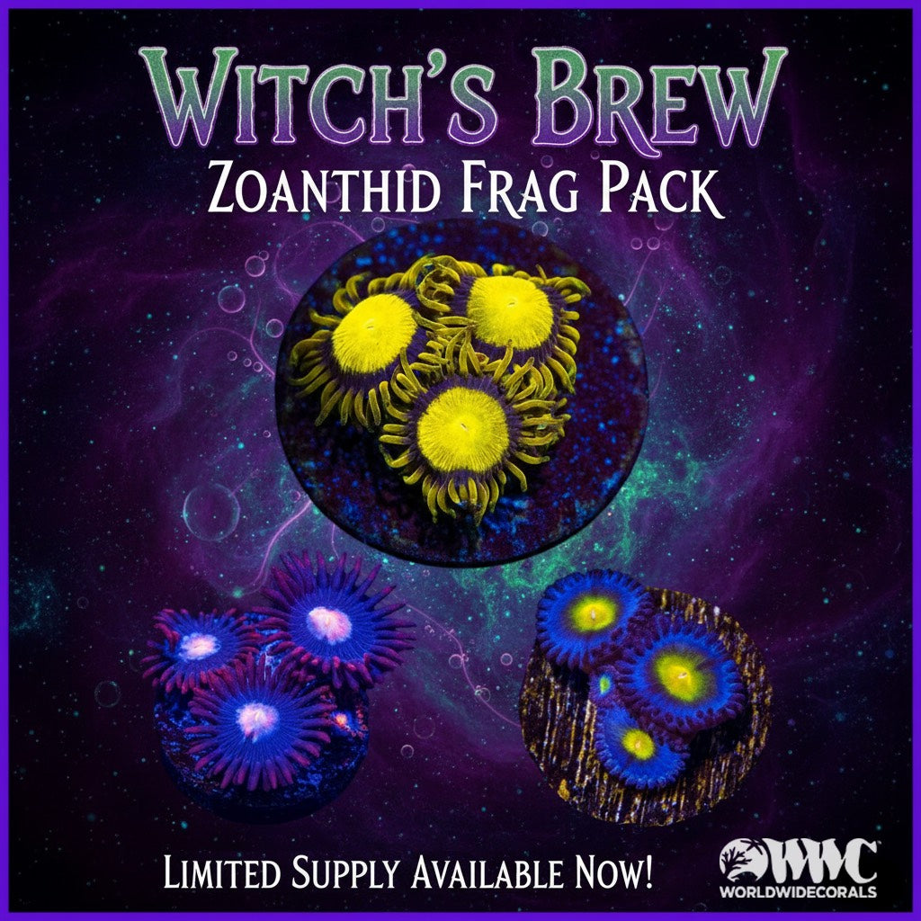 Witch's Brew Zoanthid Frag Pack