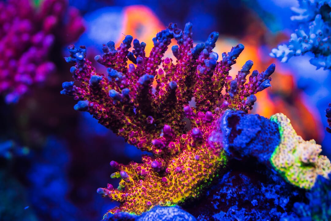 PC Rainbow Acropora - Mother Colony Photo