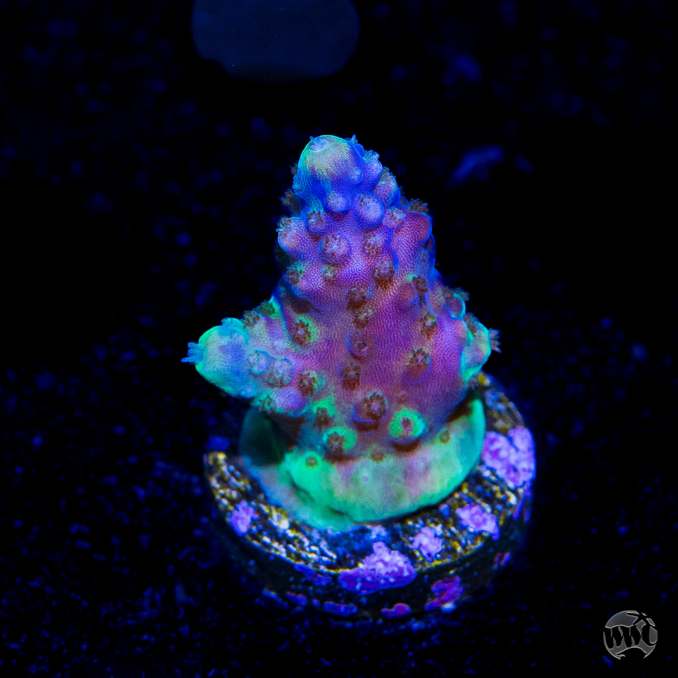 Paletta Blue Acropora