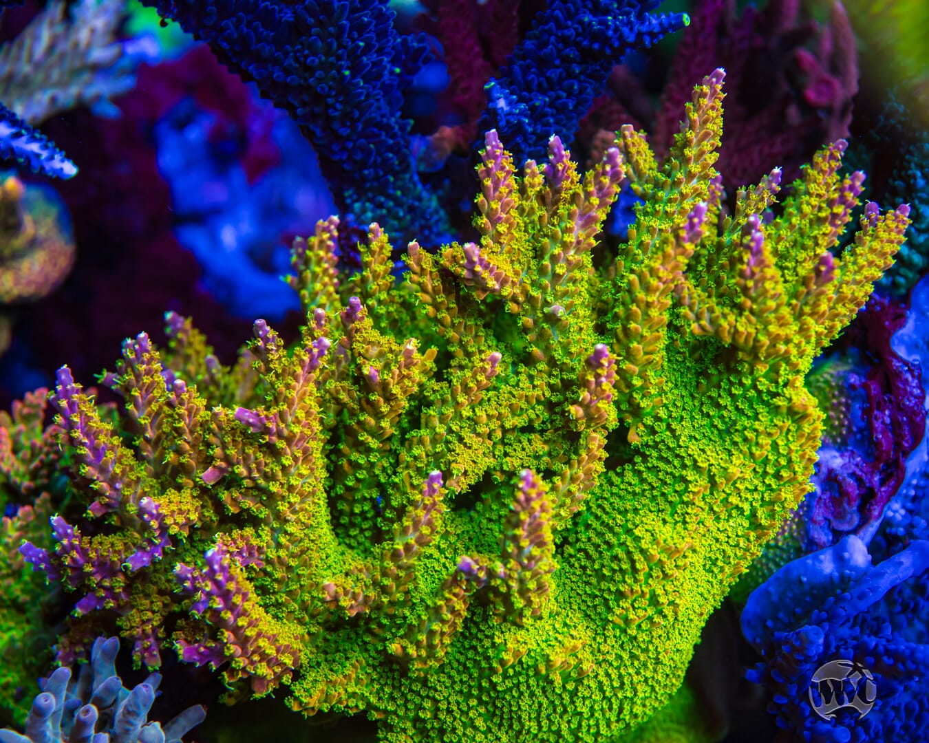 Paletta Pink Tip Acropora