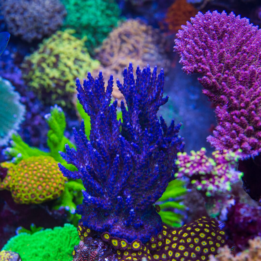 Paletta Blue Acropora - Mother Colony Photo