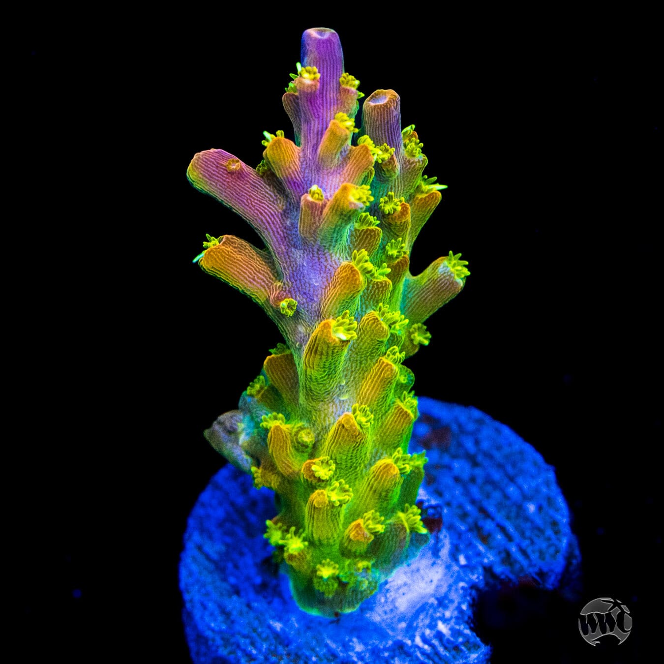 Paletta Pink Tip Acropora