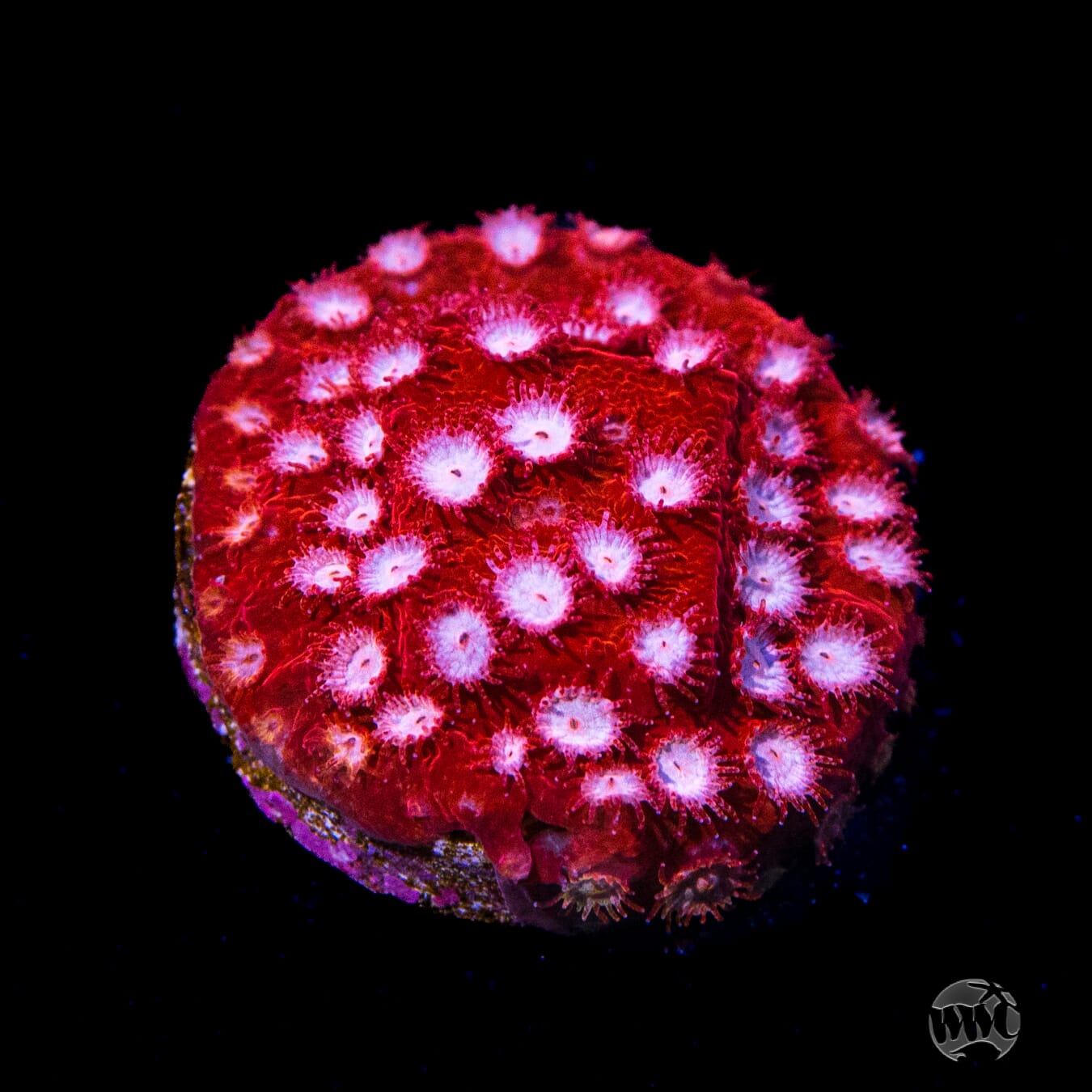 WWC Peppermint Cyphastrea Coral