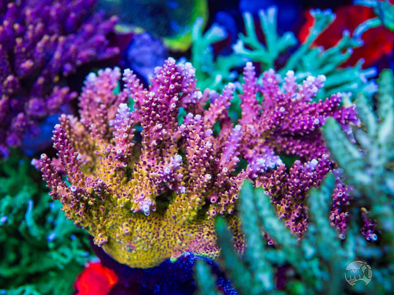 Pink Cadillac Acropora - Mother Colony Photo