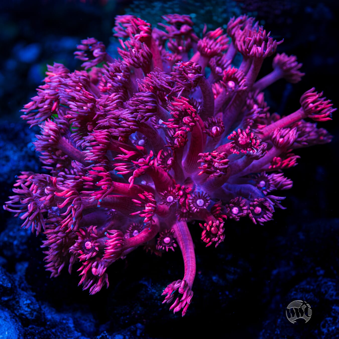 Pink Lotus Goniopora - Mother Colony