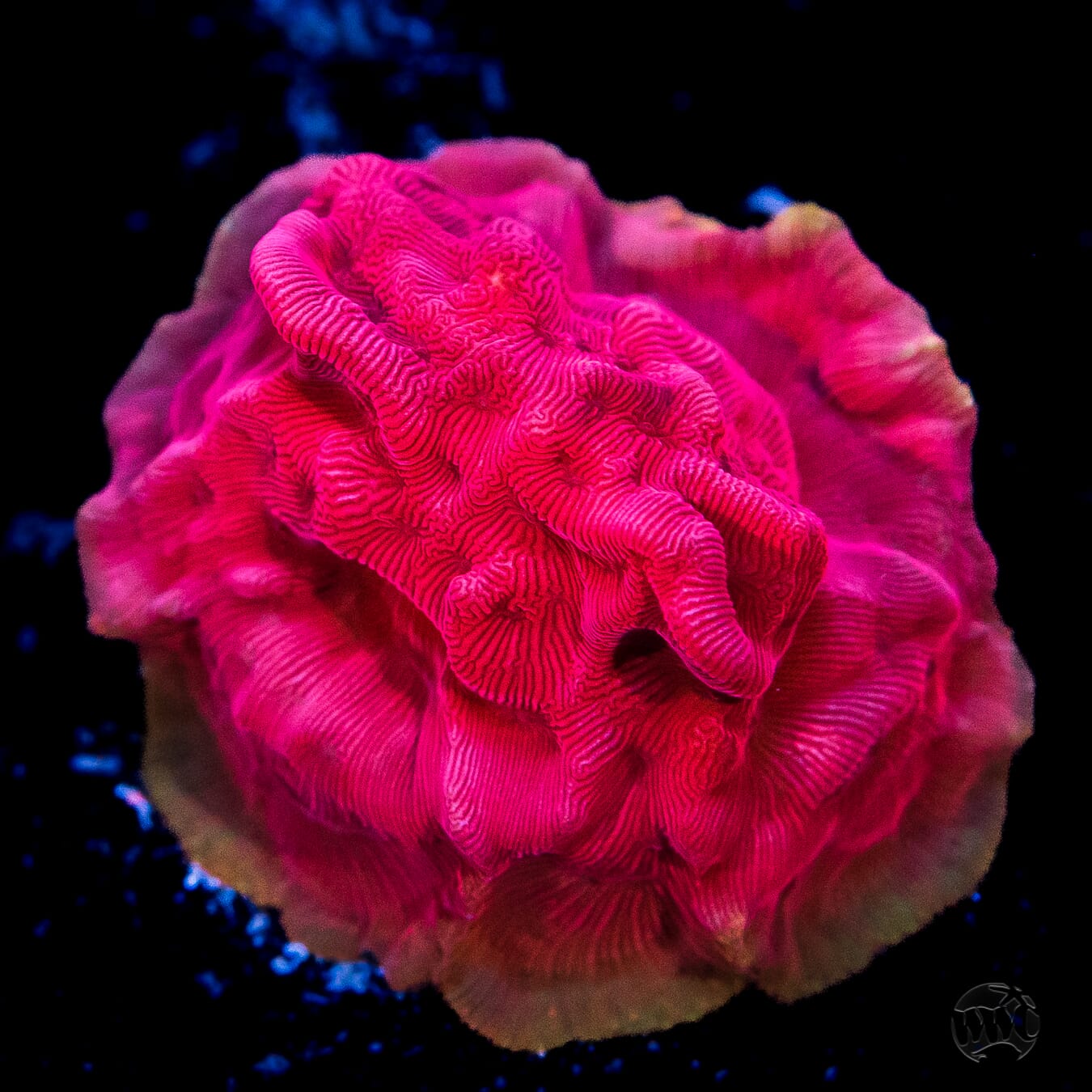 WWC Pink Flamingo Leptoseris Coral