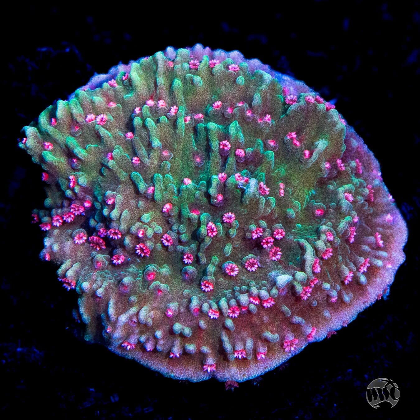 Pink Polyp Cap Montipora Coral