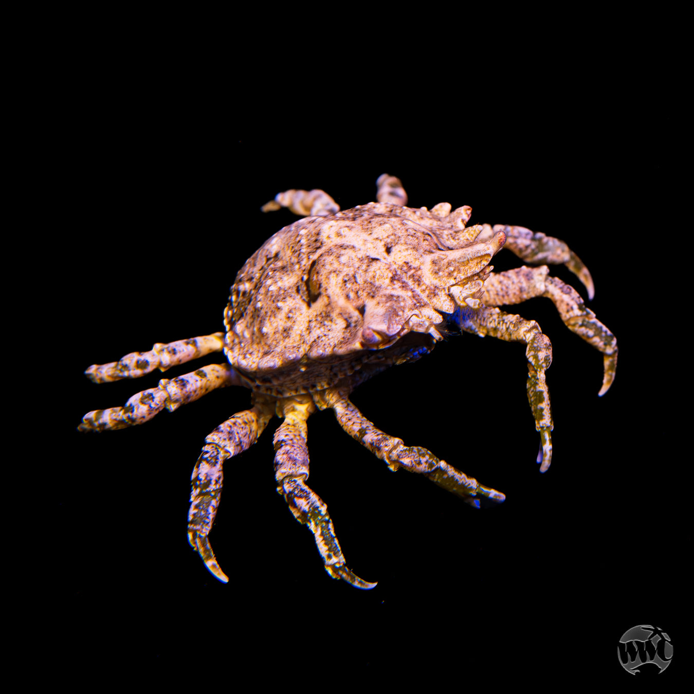 Pitho Crab