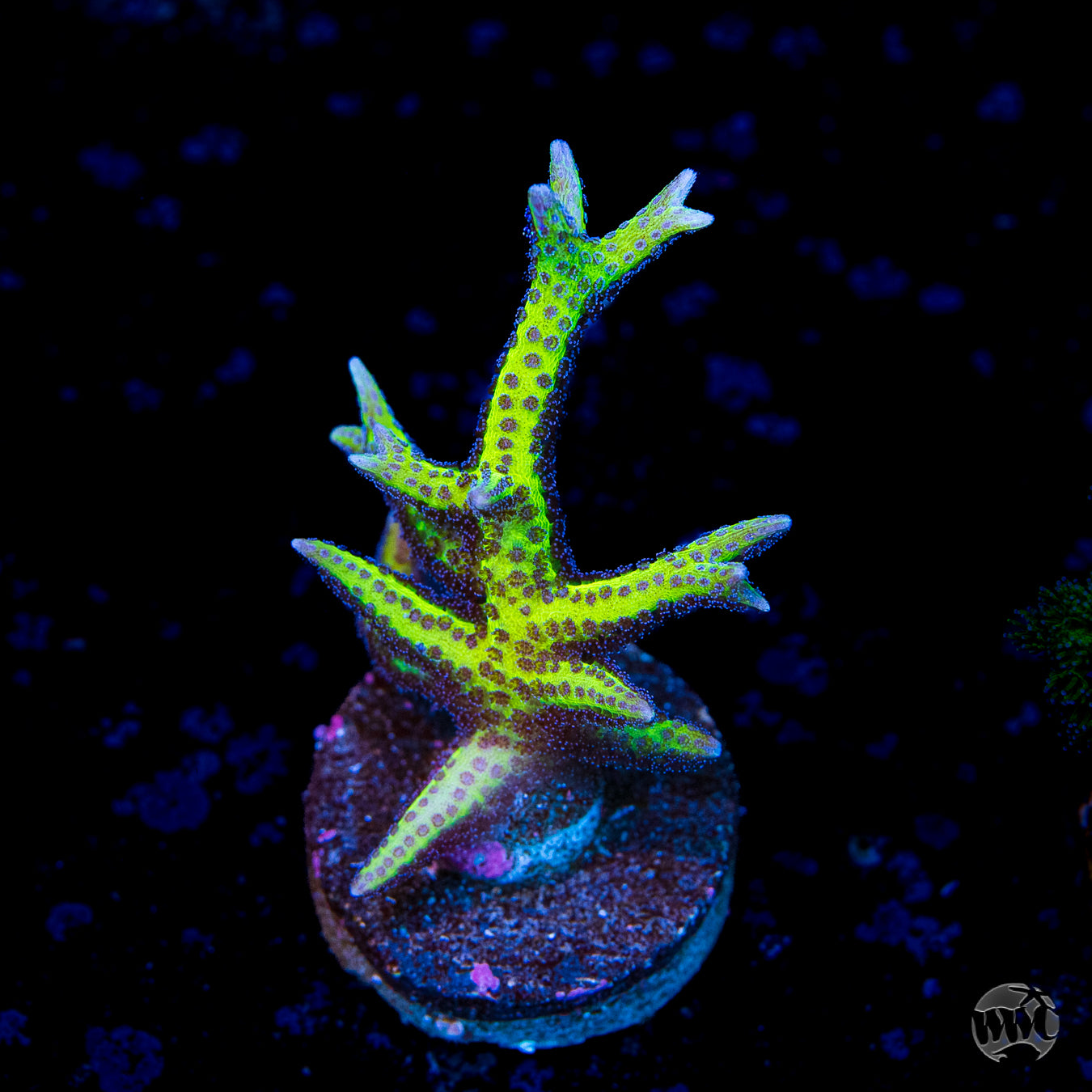 WWC Purple Polyp Birdsnest Coral