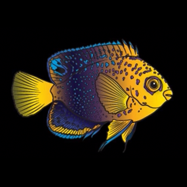 Large saltwater sales fish for sale