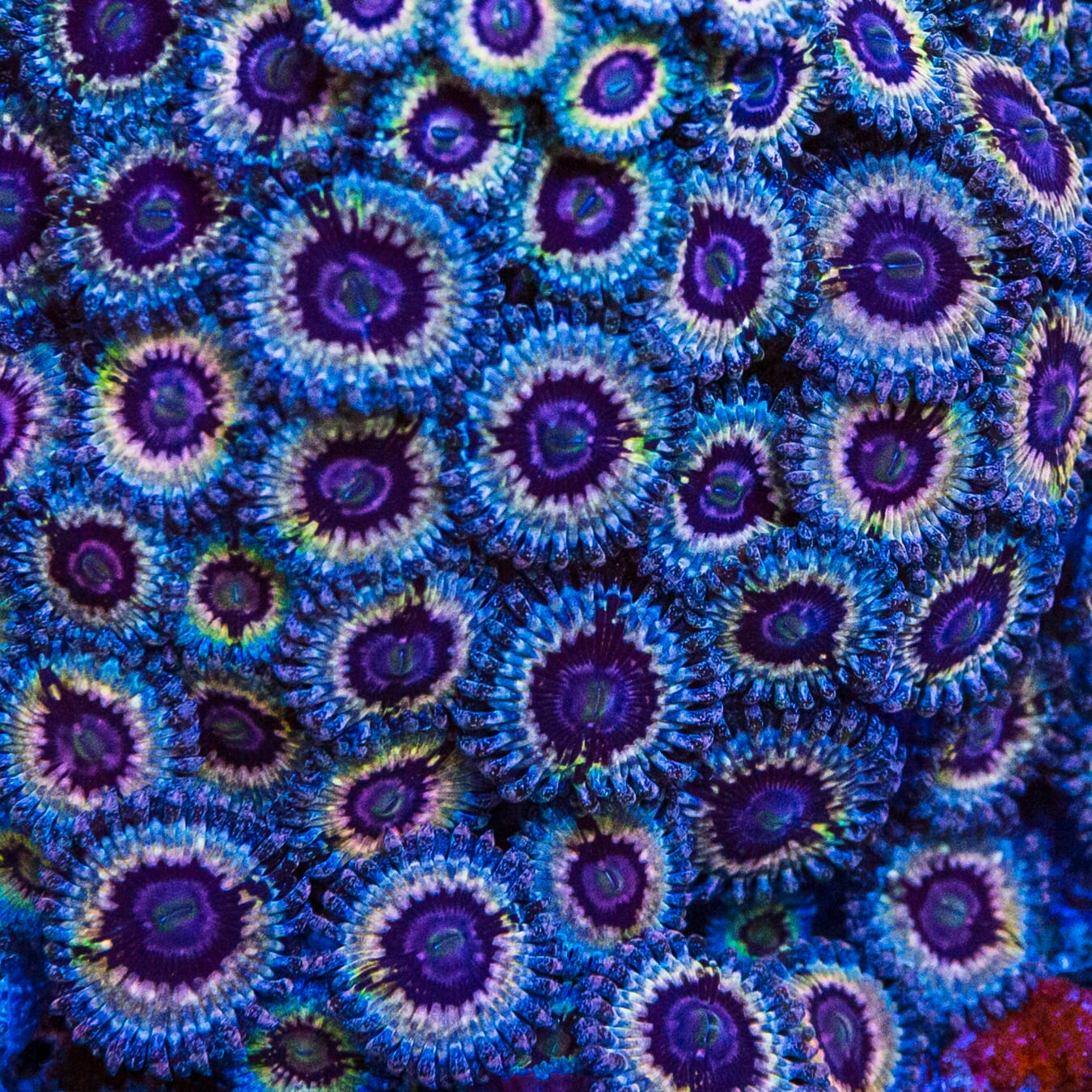 Queen Stratosphere Zoanthids - Mother Colony Photo