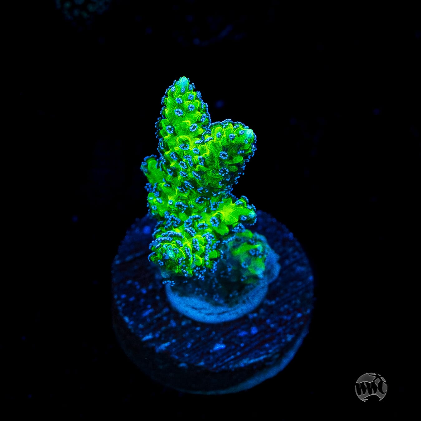 R66 Queensland Sizzler Birdsnest Coral