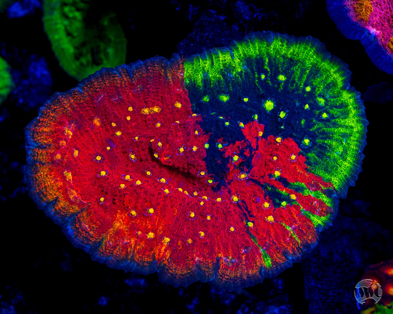 Reefco Taste of Rainbow Chalice - Mother Colony