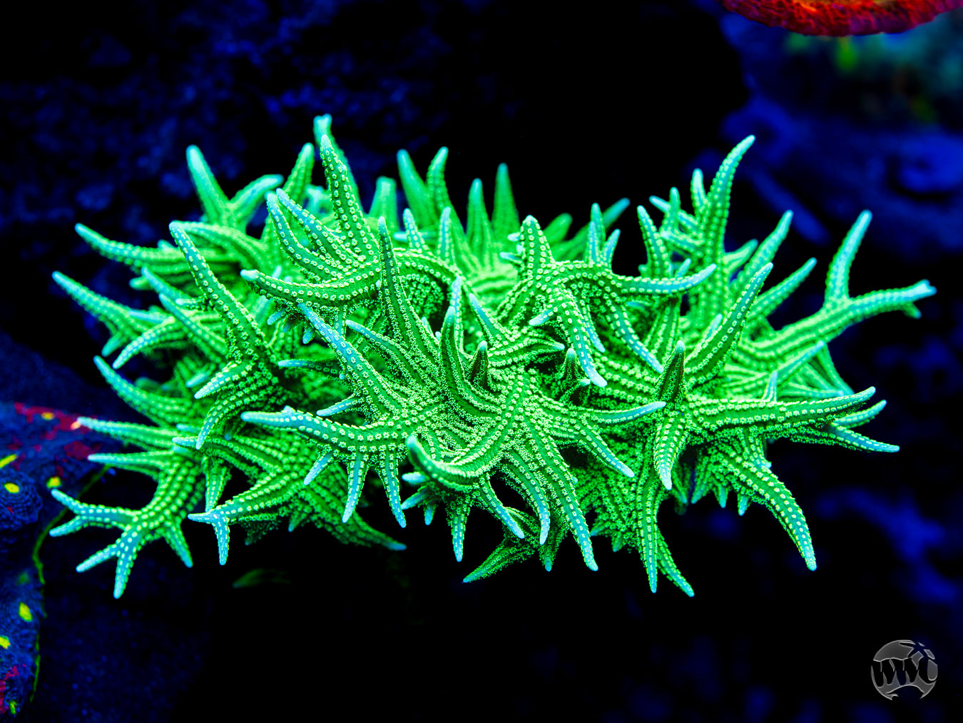 RW Jade Dragon Birdsnest Coral | World Wide Corals