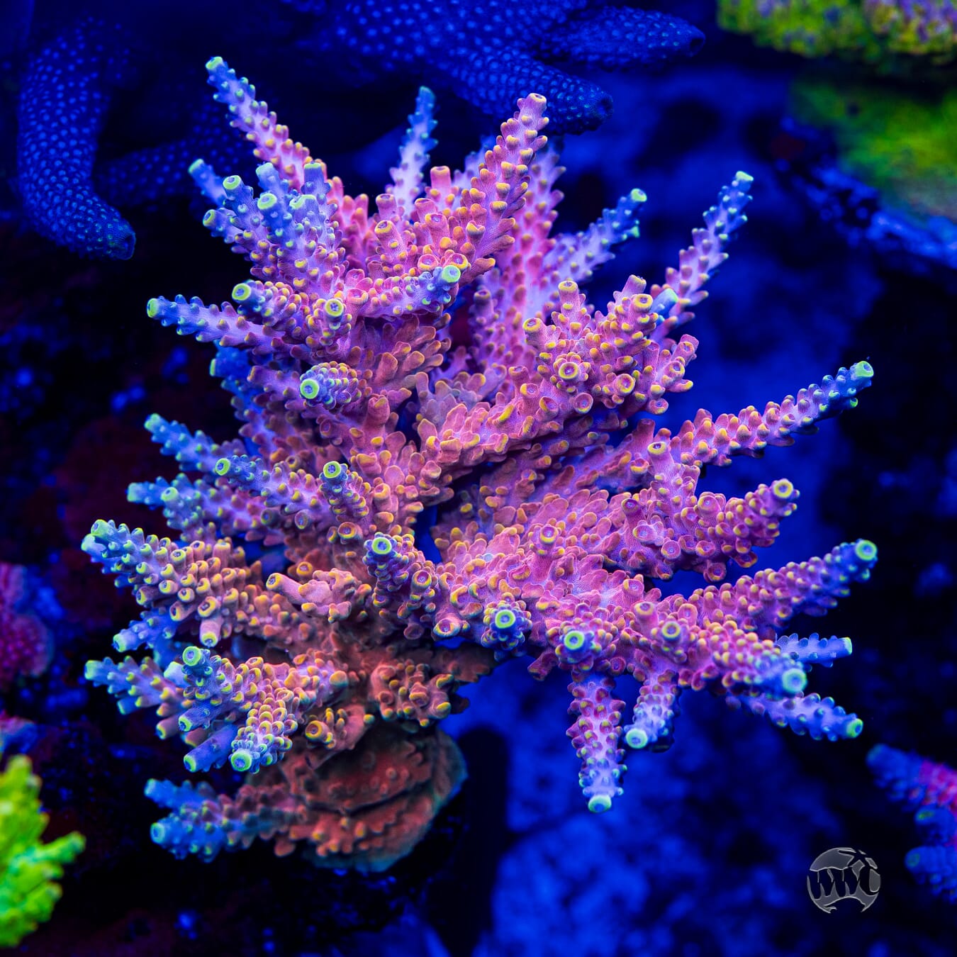 RMF Candyland Acropora - Mother Colony