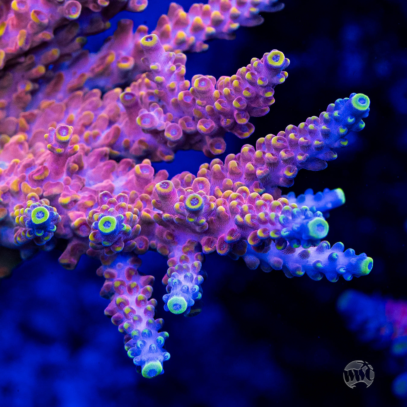 RMF Candyland Acropora