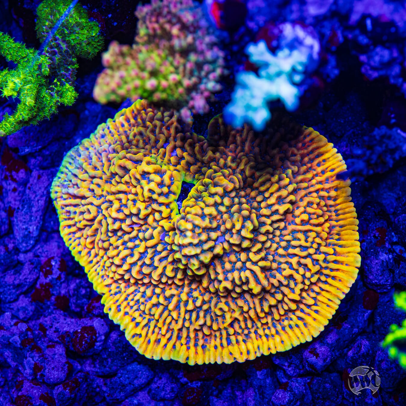 RR Crazy T Montipora - Mother Colony