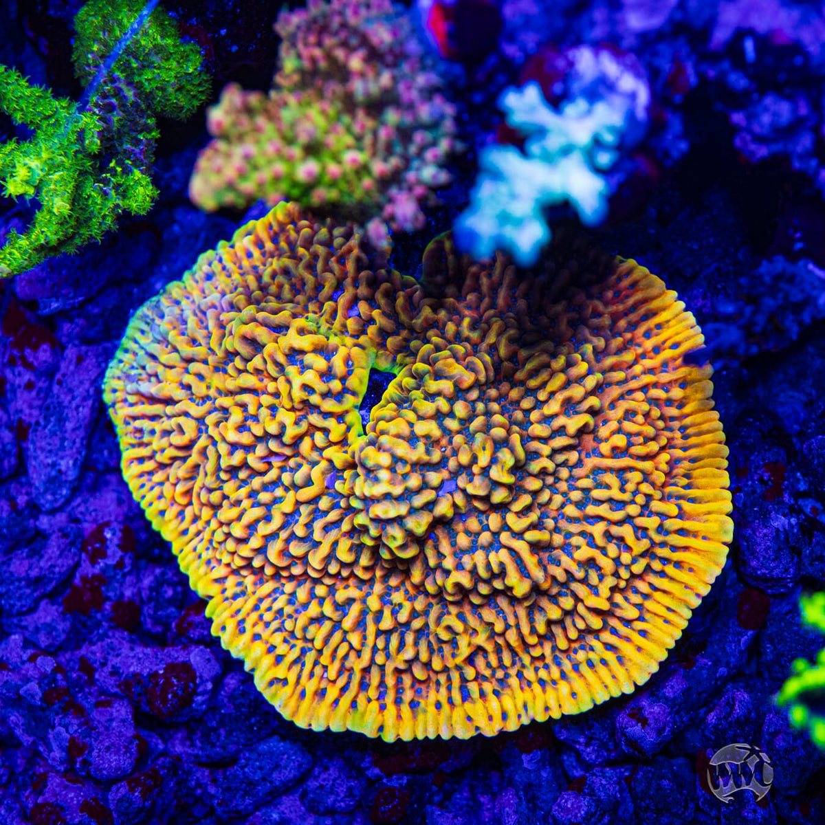 RR Crazy T Montipora - Mother Colony Photo