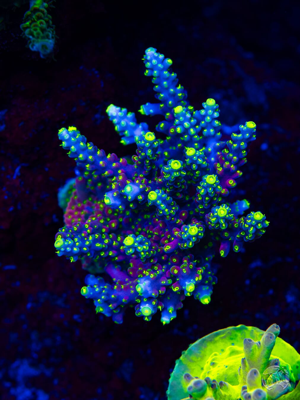 RR Firecracker Acropora - Mother Colony