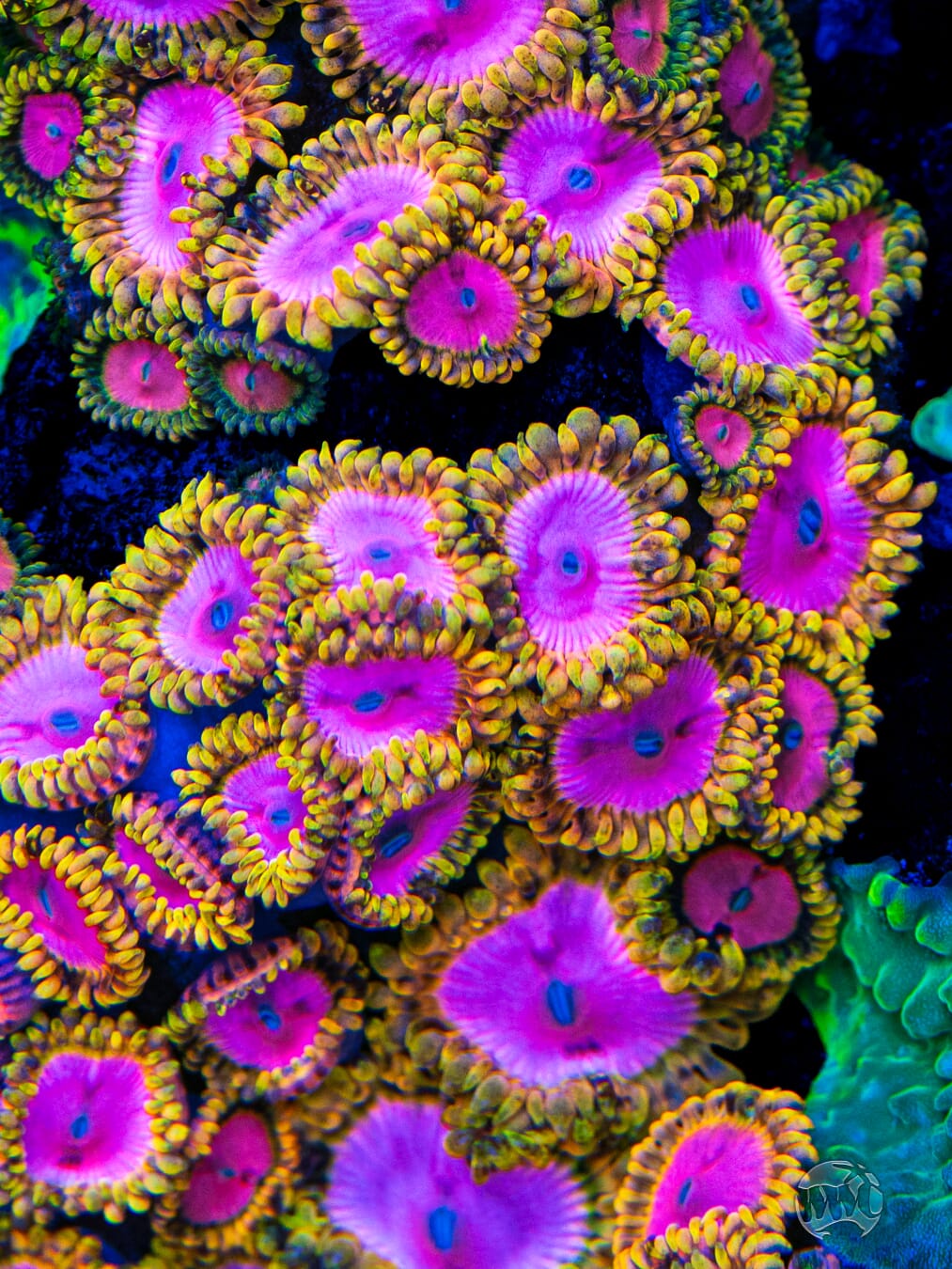 RR Pink Diamond Zoanthids - Mother Colony Photo