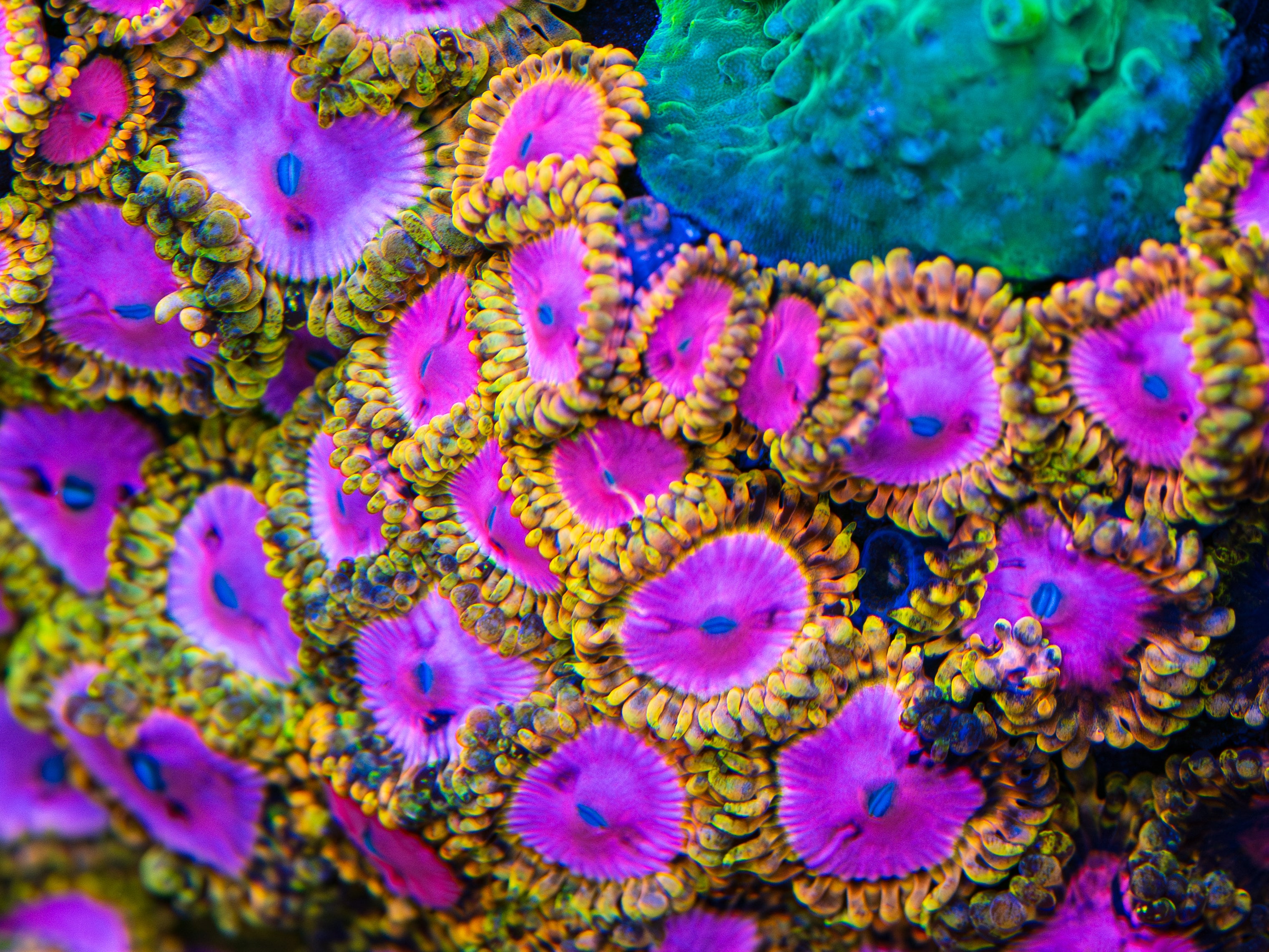 RR Pink Diamond Zoanthids
