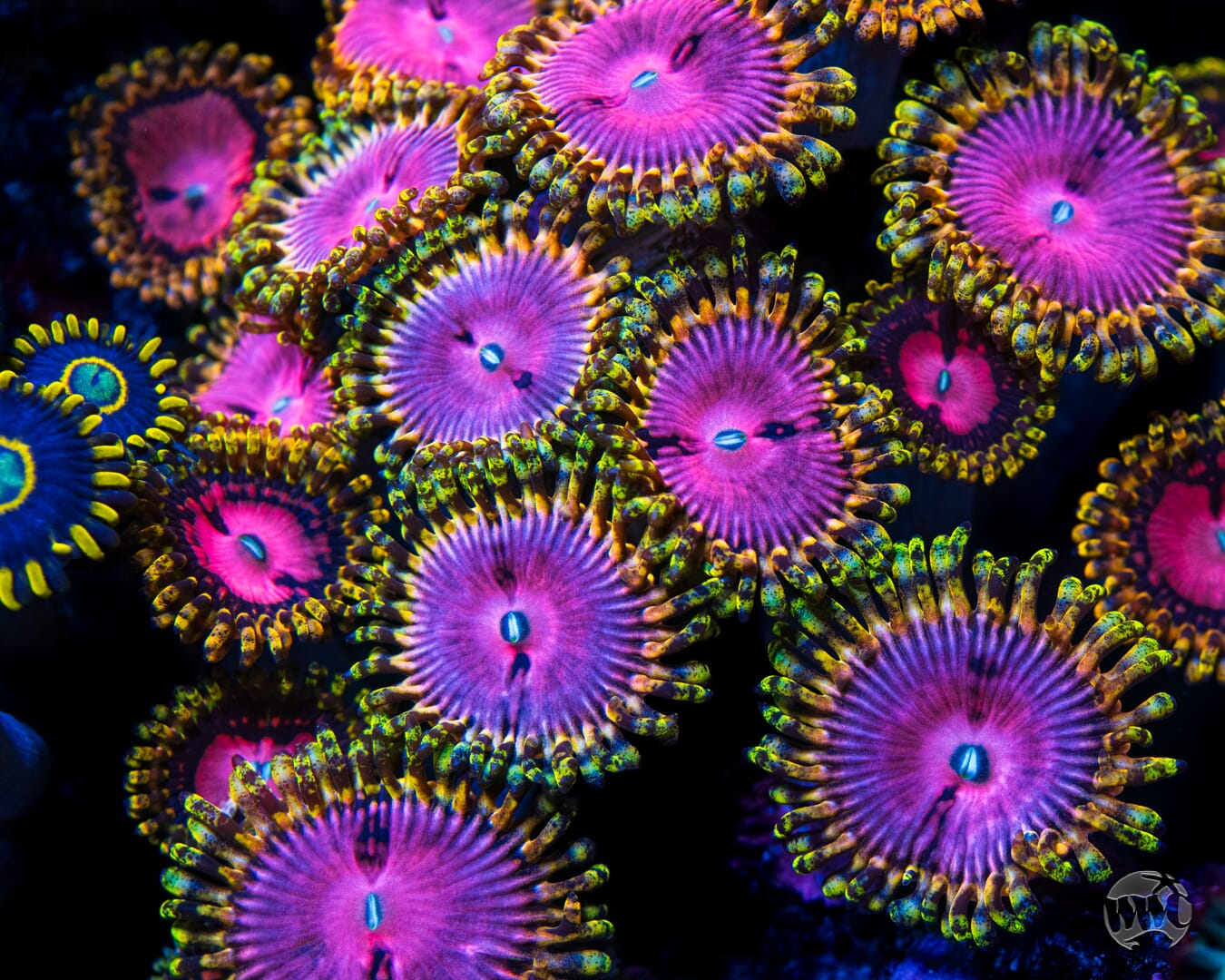 RR Pink Diamond Zoanthids - Mother Colony