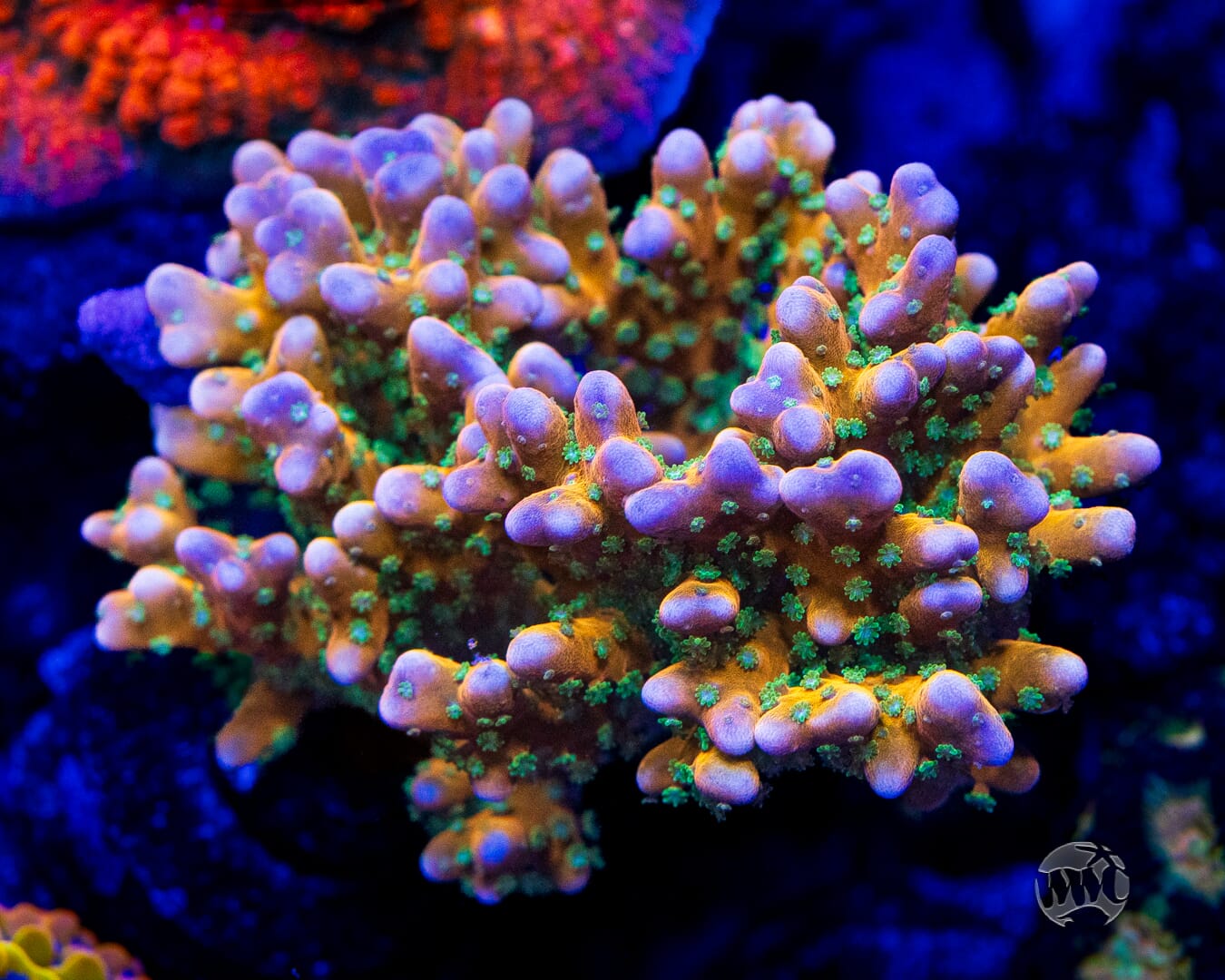 RR Tropicana Anacropora - Mother Colony