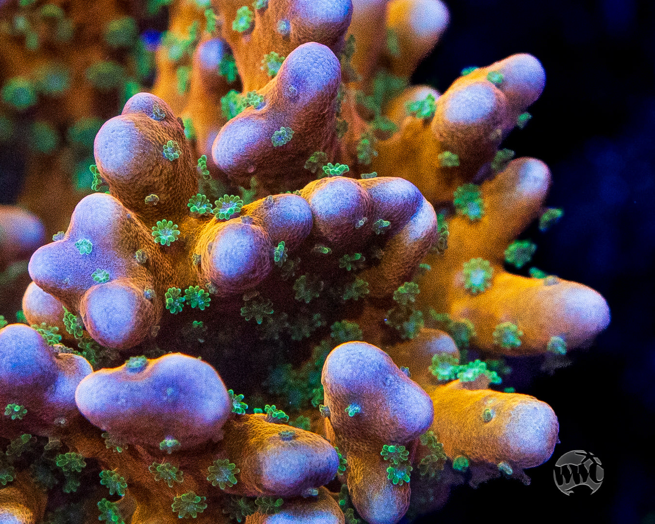 RR Tropicana Anacropora