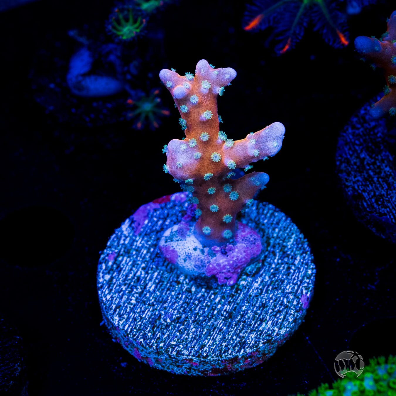RR Tropicana Anacropora