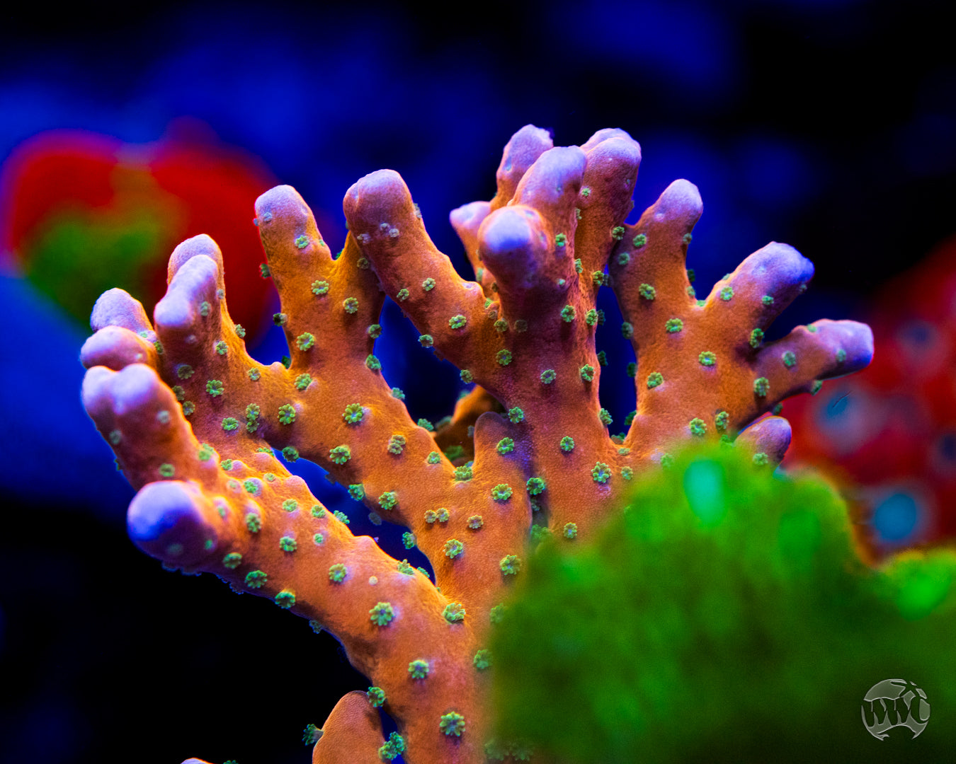 RR Tropicana Anacropora