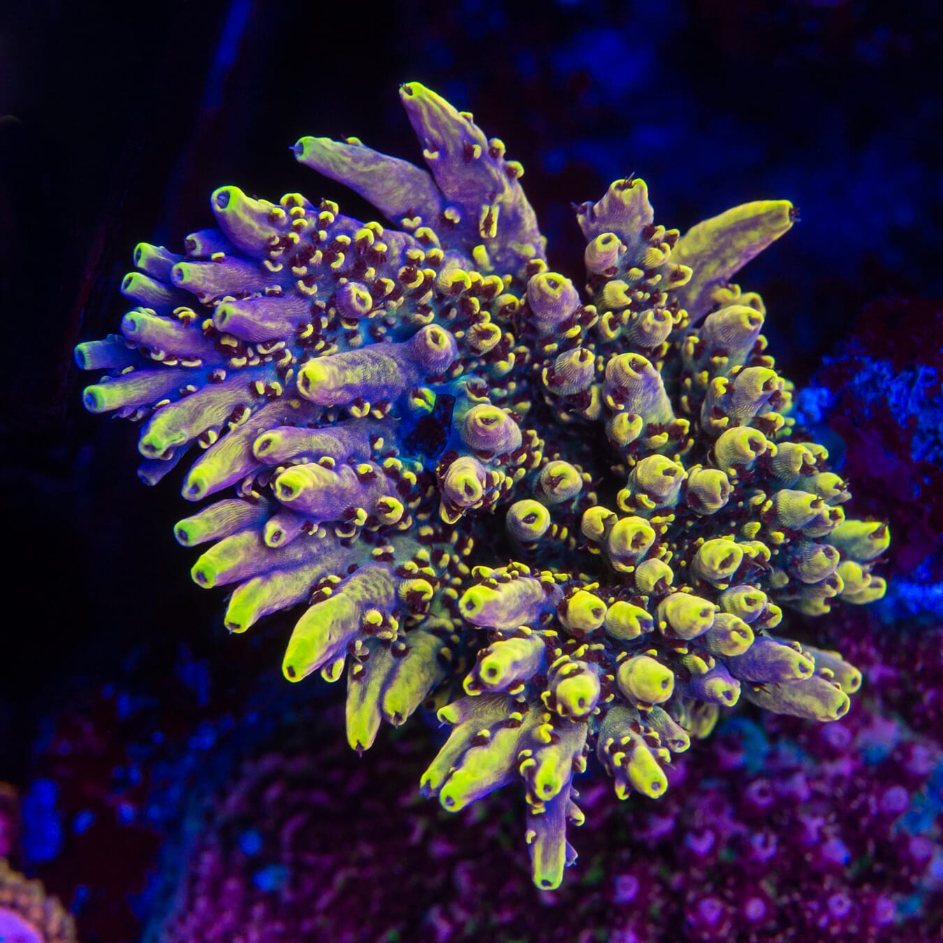RR Fuzzy Navel Acropora - Mother Colony