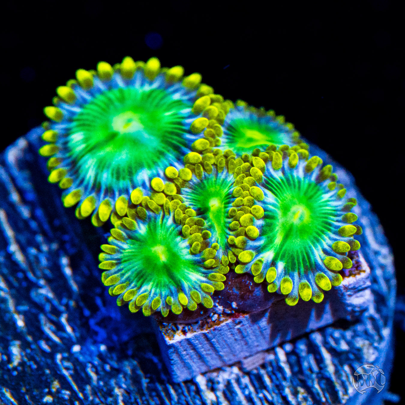 Radioactive Dragon Eye Zoanthids