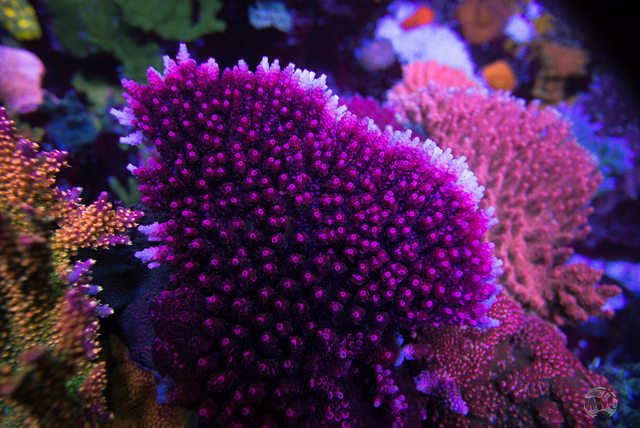 WWC WOW Acropora - Mother Colony Photo