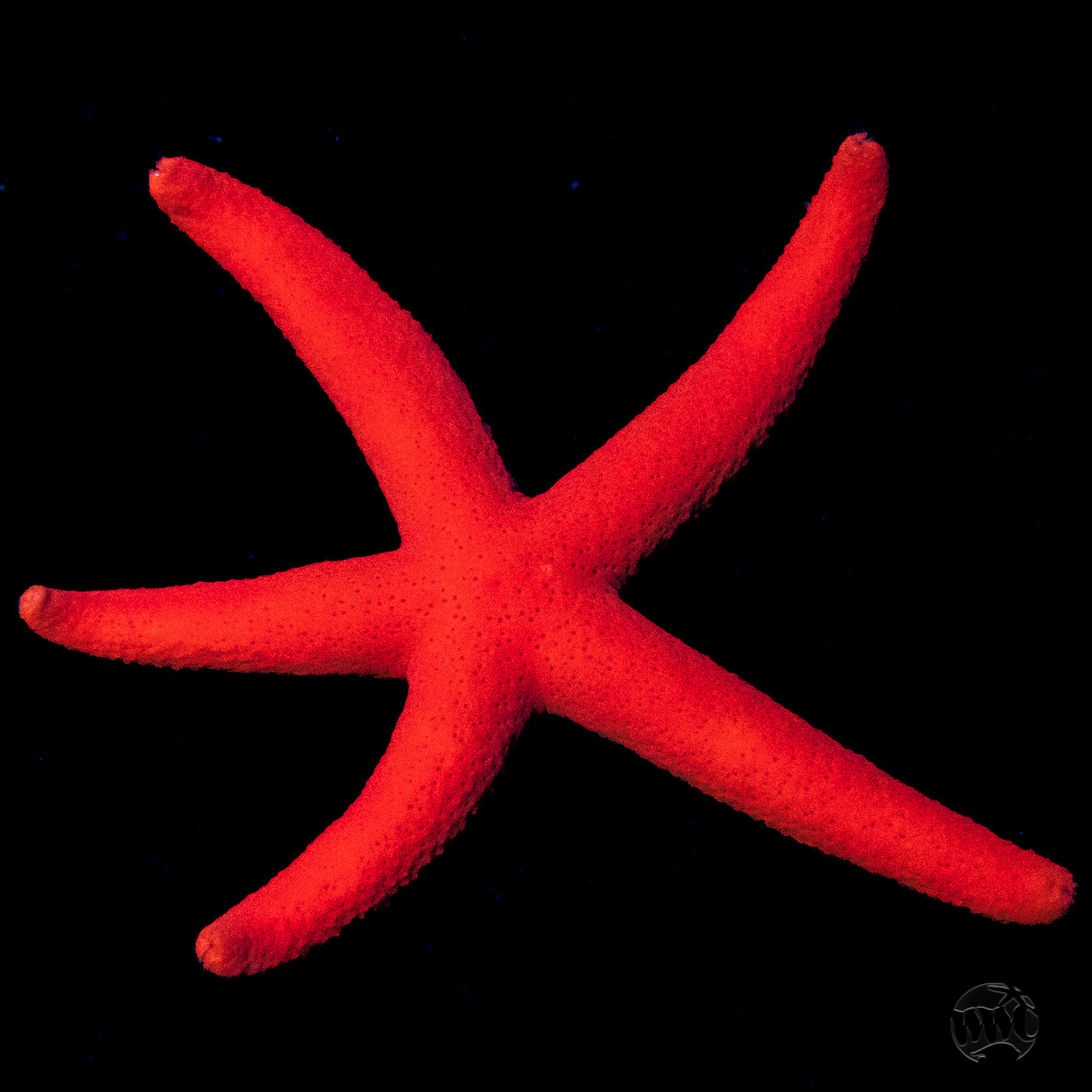 Red Linckia Starfish