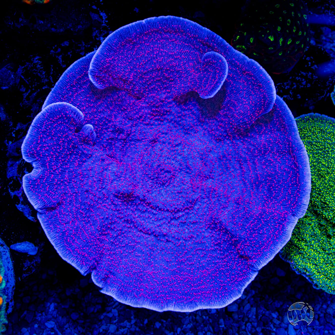 Red Roses Montipora Coral