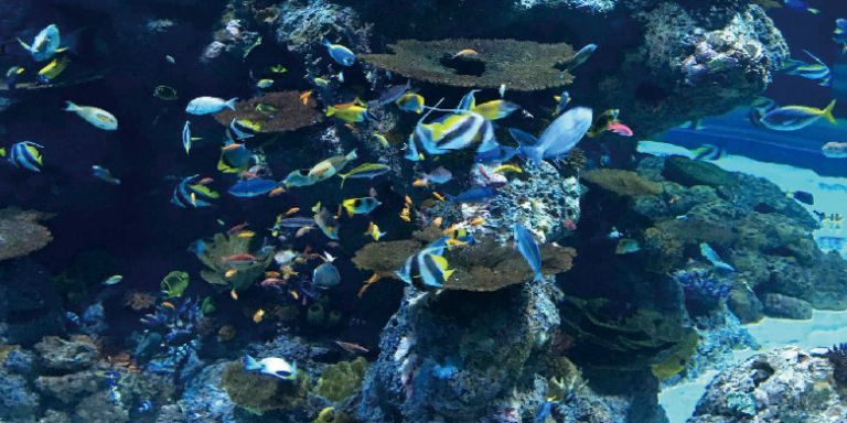 LUZ by WWC, THE CORAL FARMING LIGHT