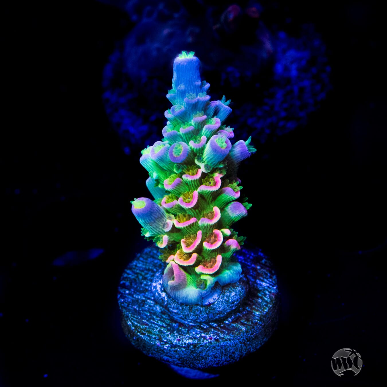 Jason Fox Homewrecker Tenuis Acropora