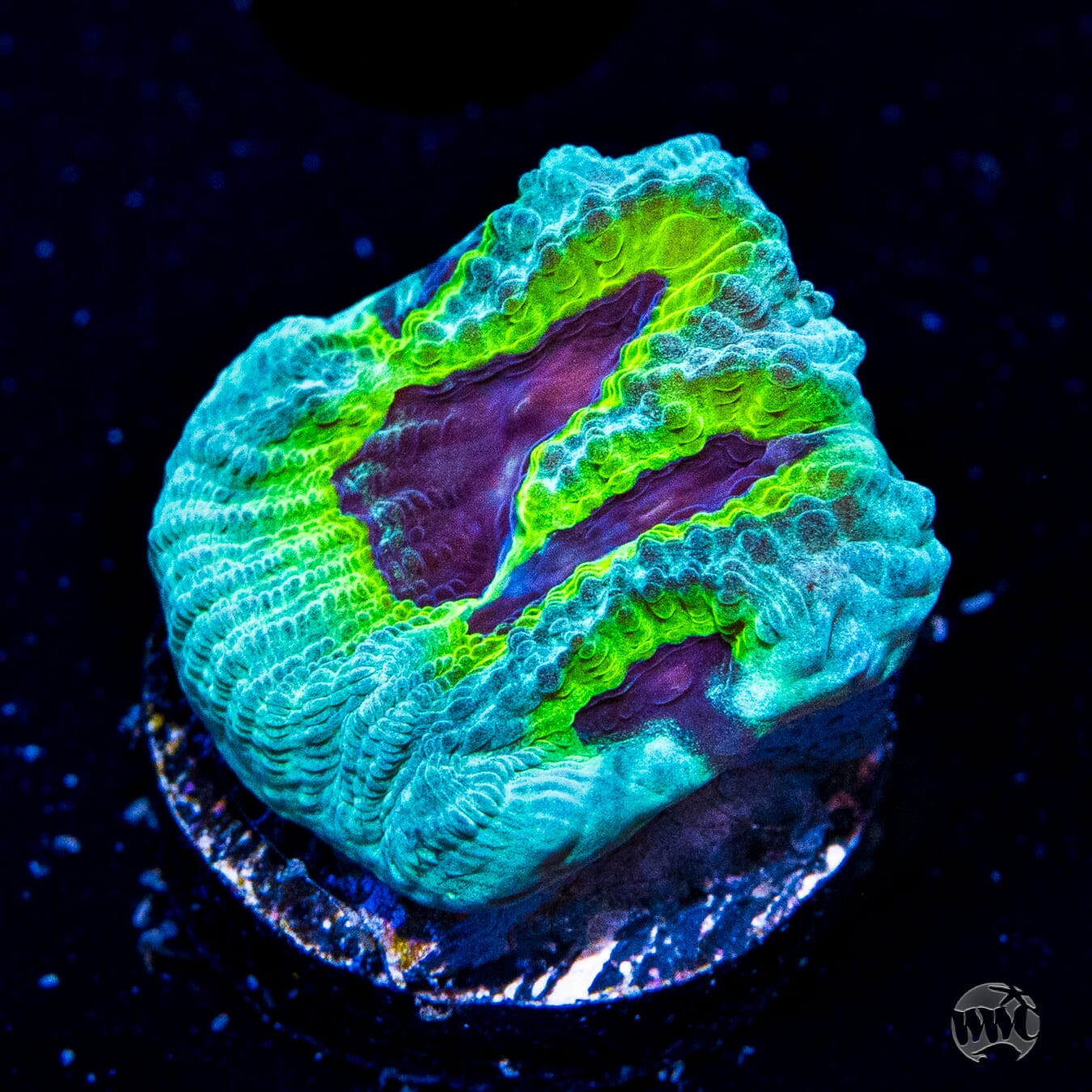 WWC PPE Favia Coral