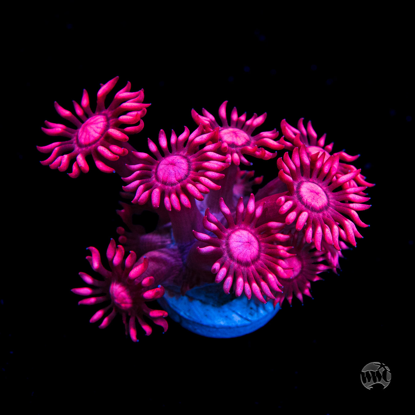 Pink Lotus Goniopora