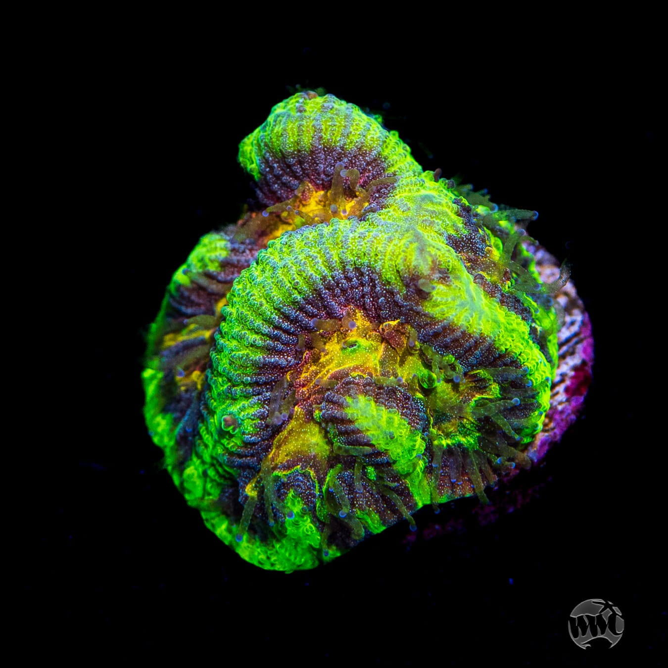 WWC Awesome Rainbow Platygyra Coral