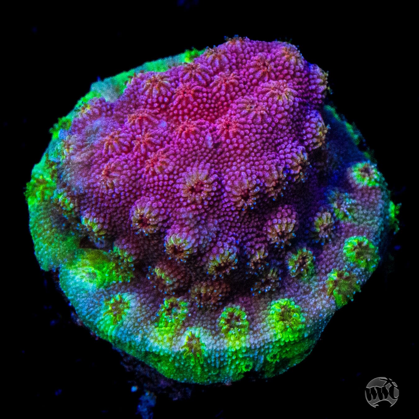 WWC Bronco Berry Cyphastrea Coral