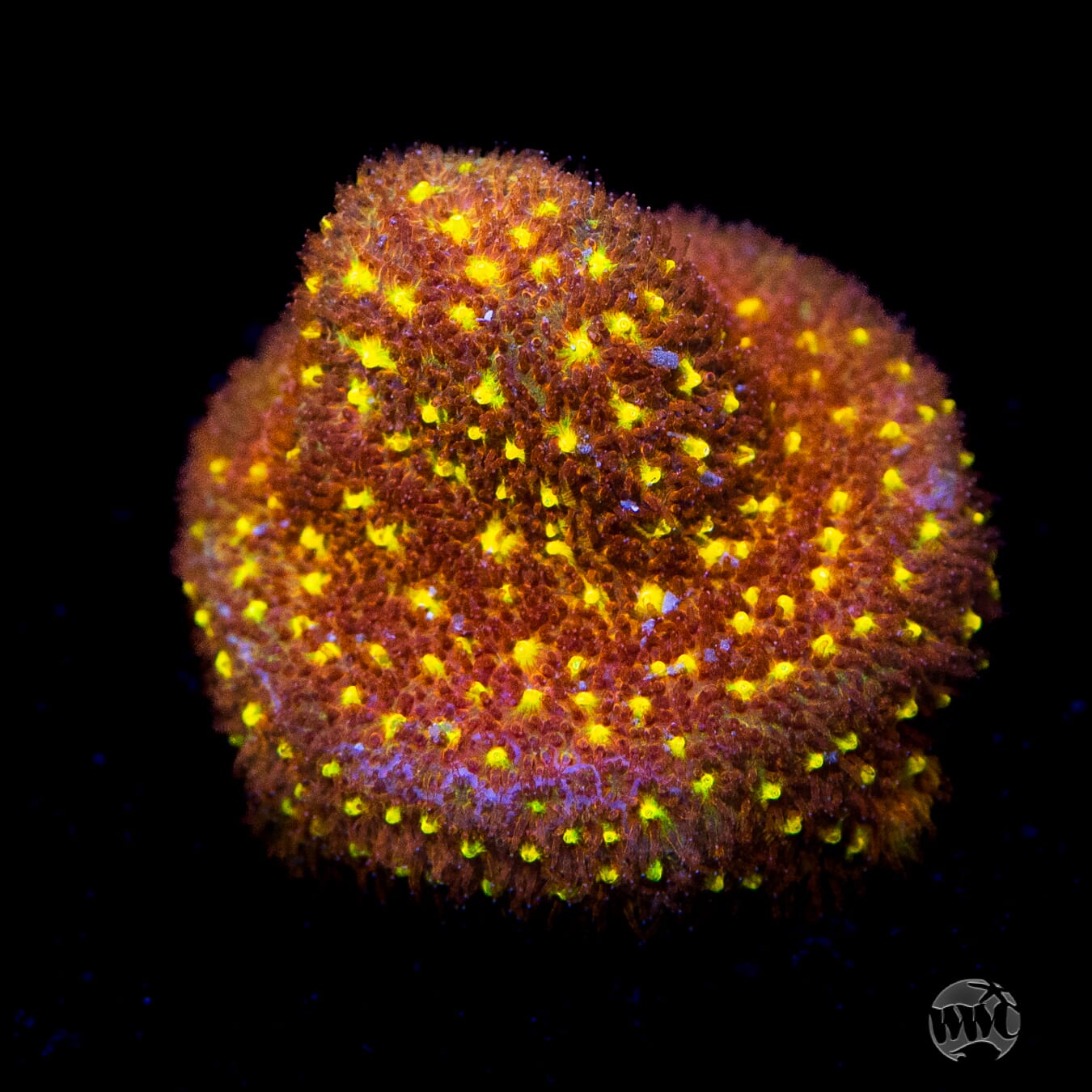 WWC City Lights Psammocora Coral